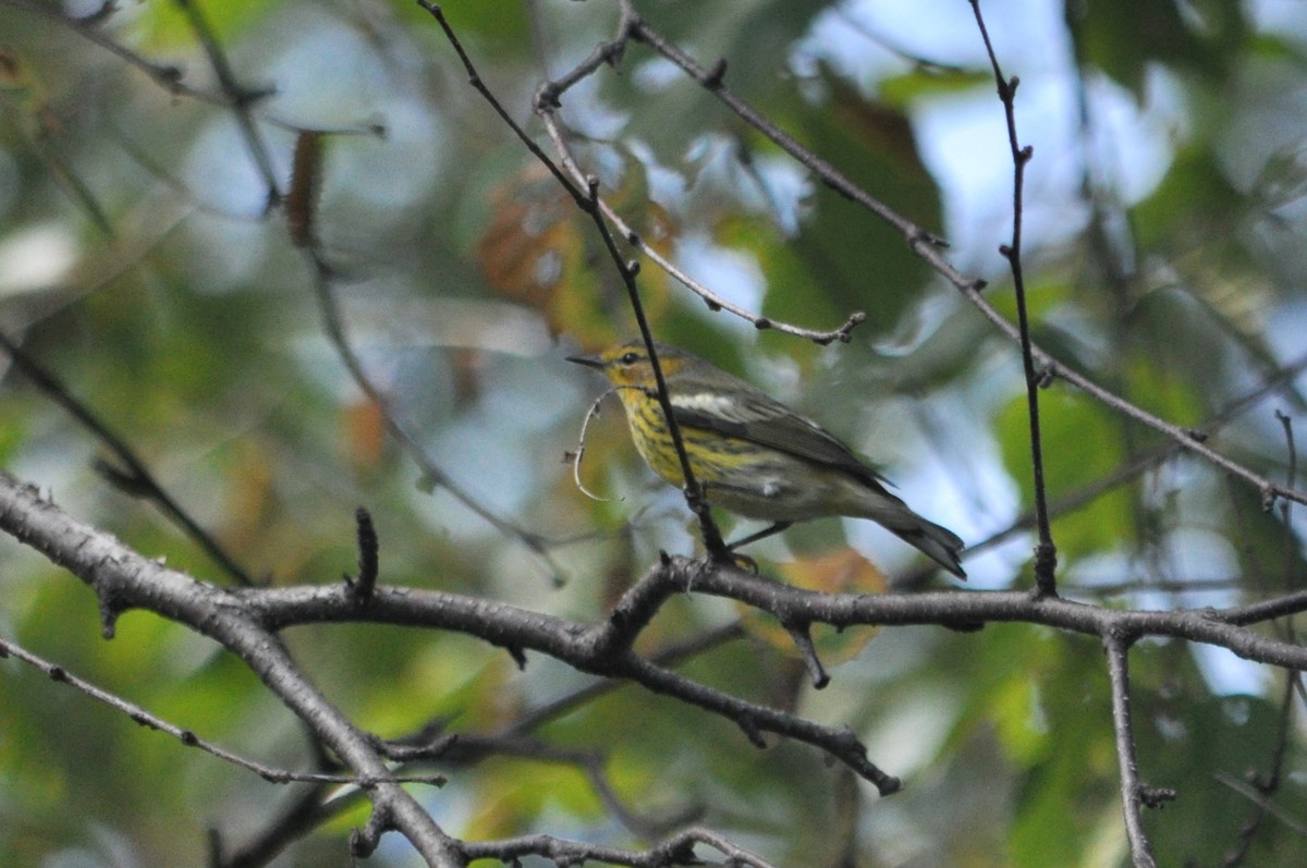 Cape May Warbler - ML621005628