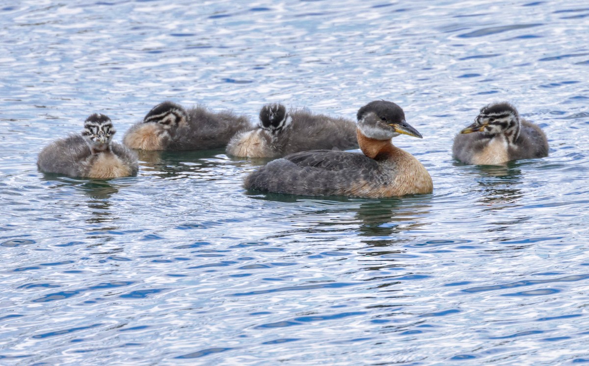 Red-necked Grebe - ML621005629