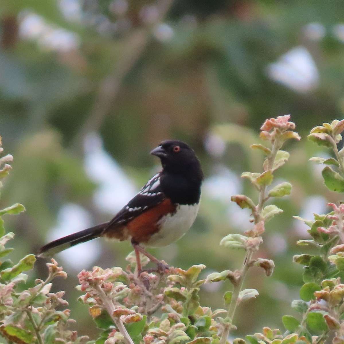 Spotted Towhee - ML621005634