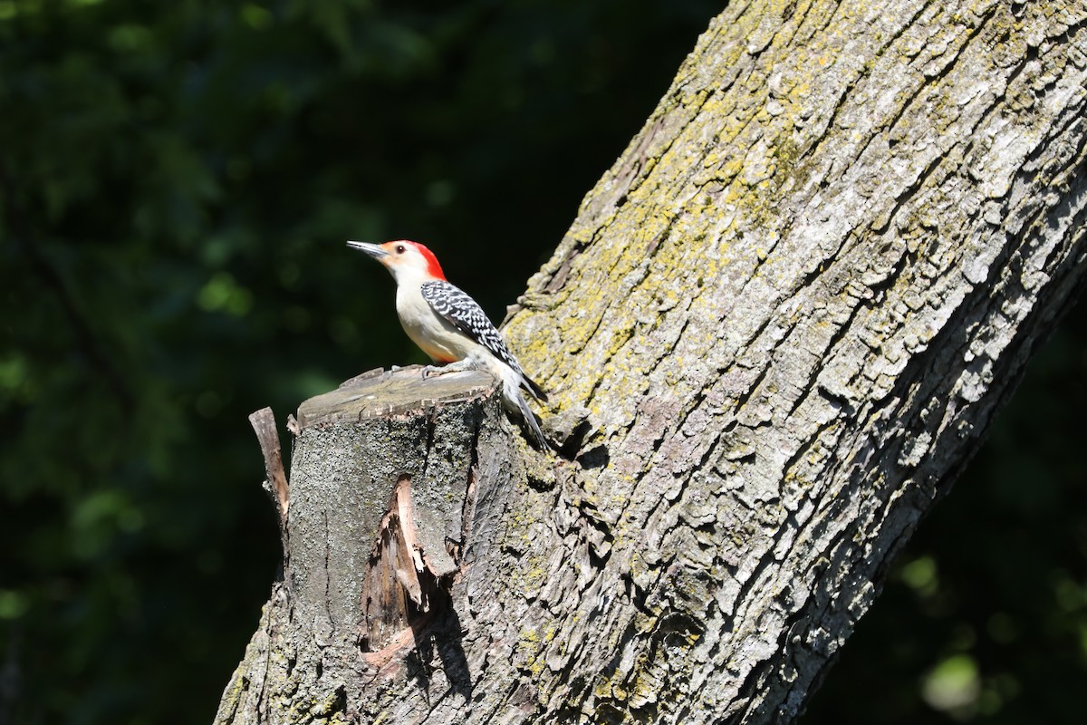 Red-bellied Woodpecker - Kaitlin Saltenberger