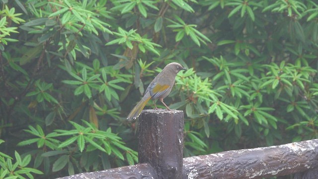 Elliot's Laughingthrush - ML621005703