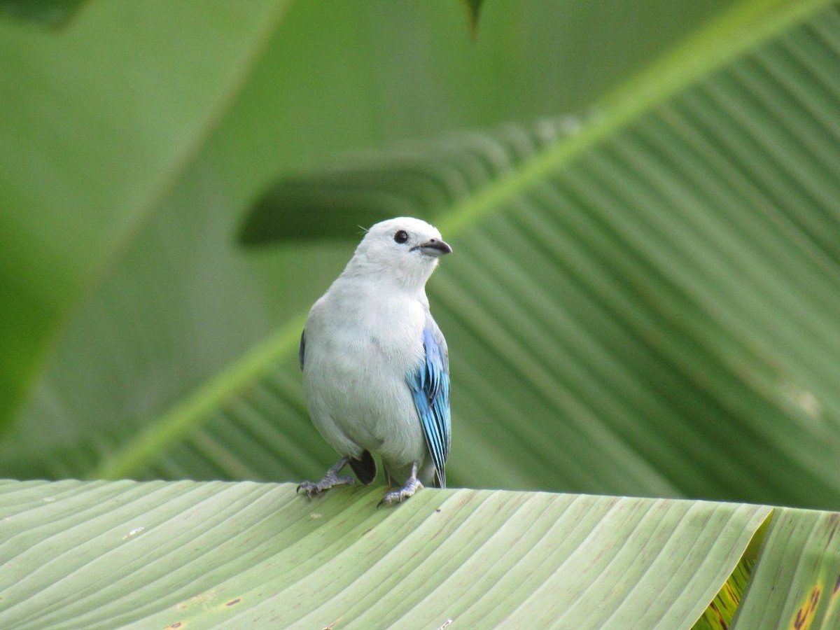 Blue-gray Tanager - ML621005705