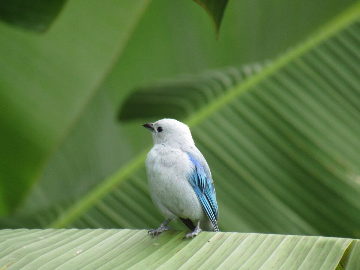 Blue-gray Tanager - ML621005714