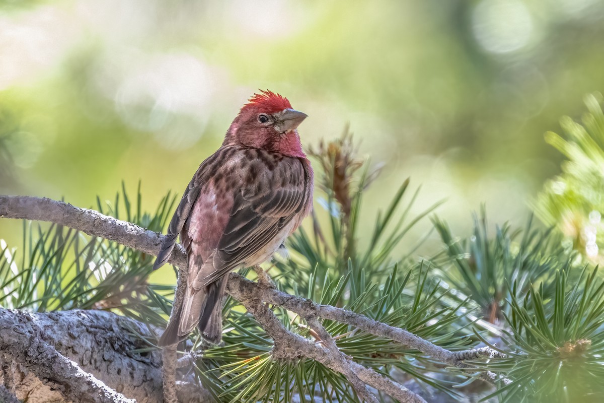 Cassin's Finch - Kalpesh Krishna