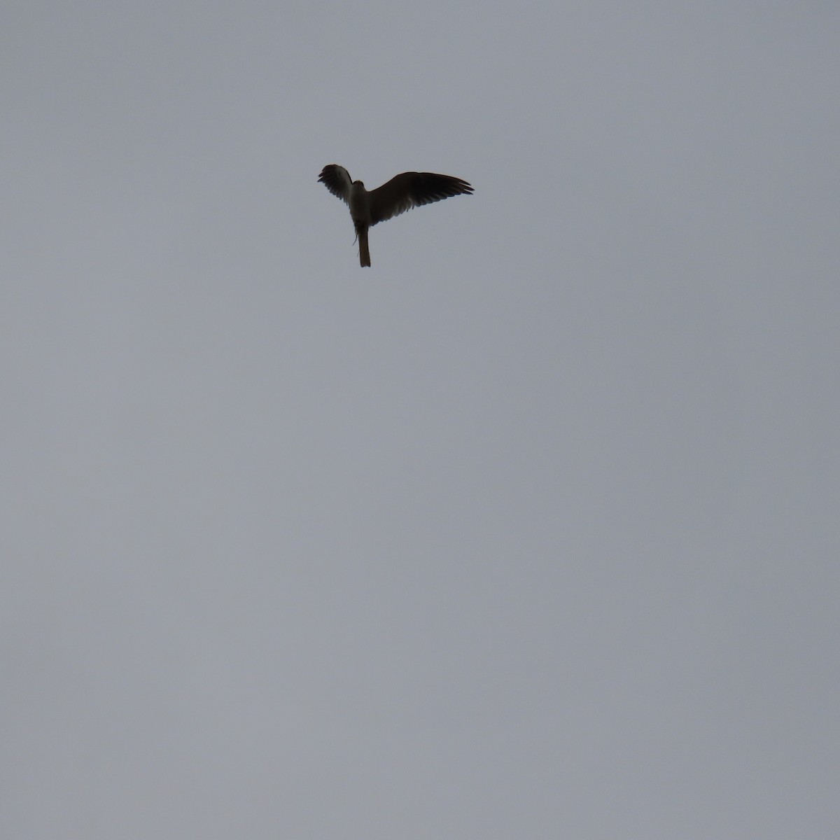 White-tailed Kite - ML621005717
