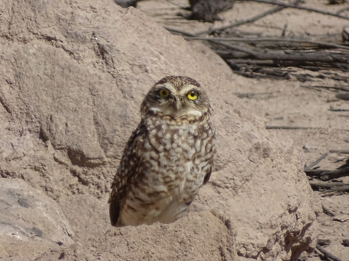 Burrowing Owl - ML621005725
