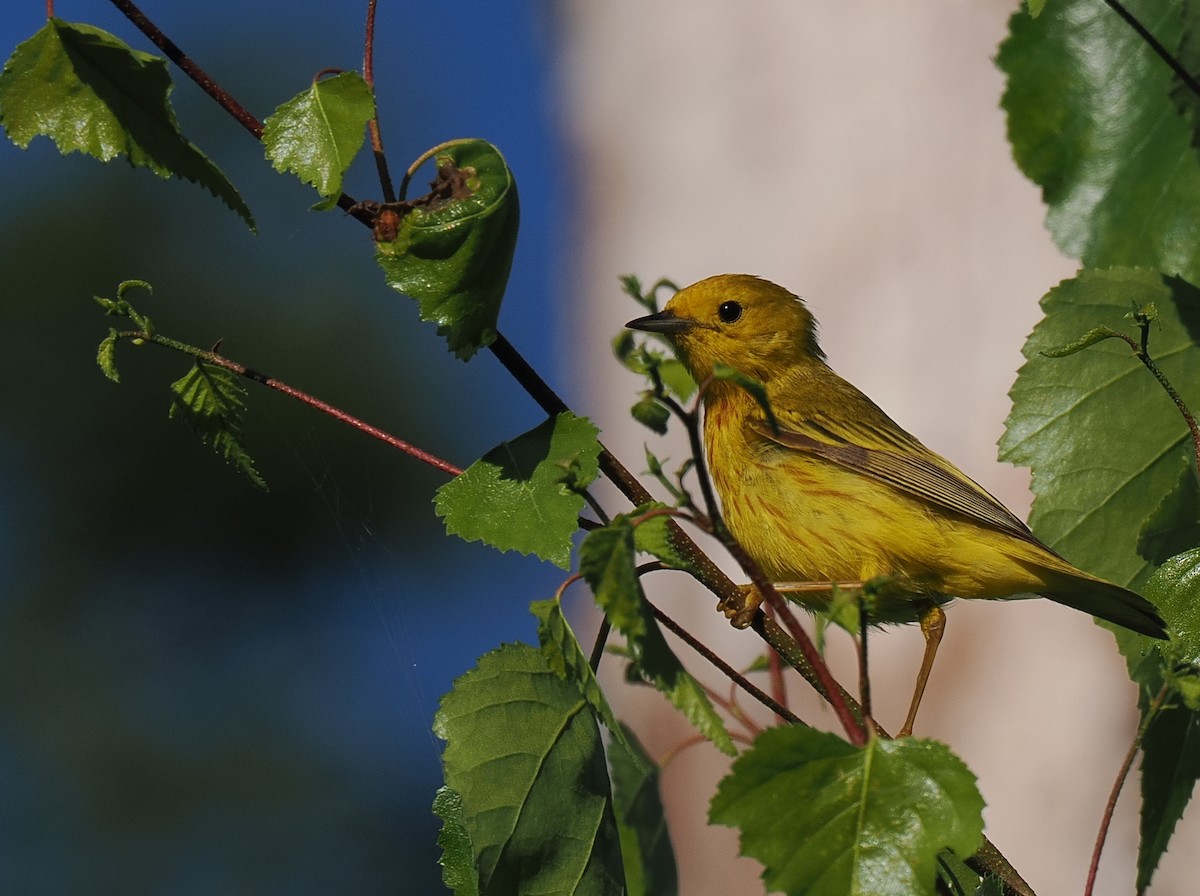 Paruline jaune - ML621005746