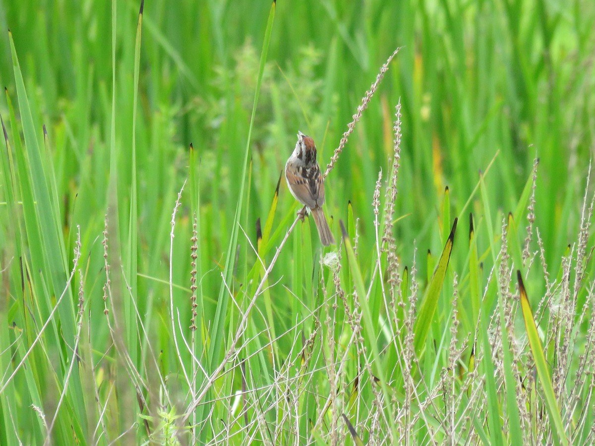 Swamp Sparrow - ML621005766