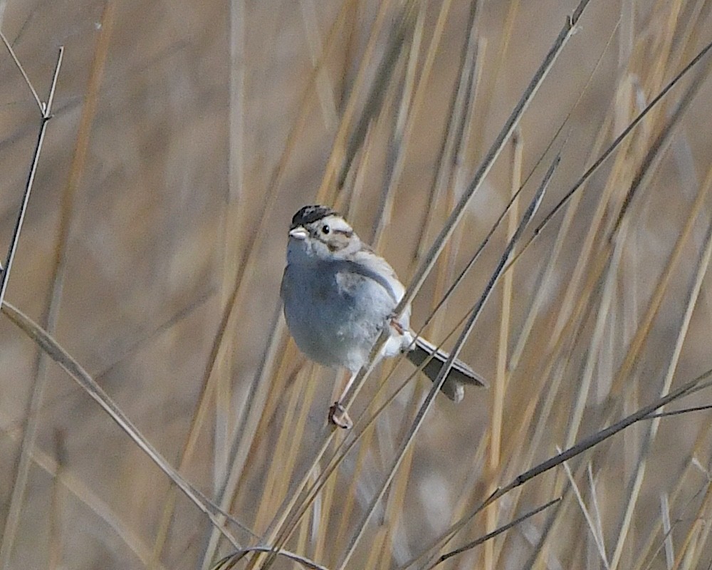 Clay-colored Sparrow - ML621005805