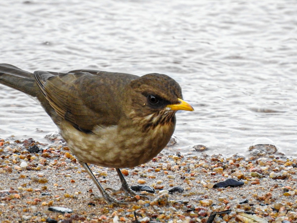 Creamy-bellied Thrush - ML621005806