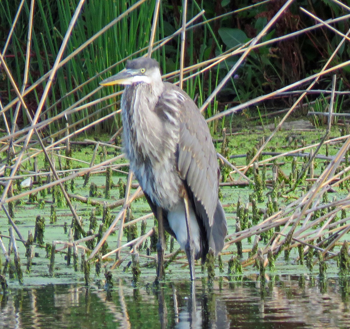 Great Blue Heron - ML621005847