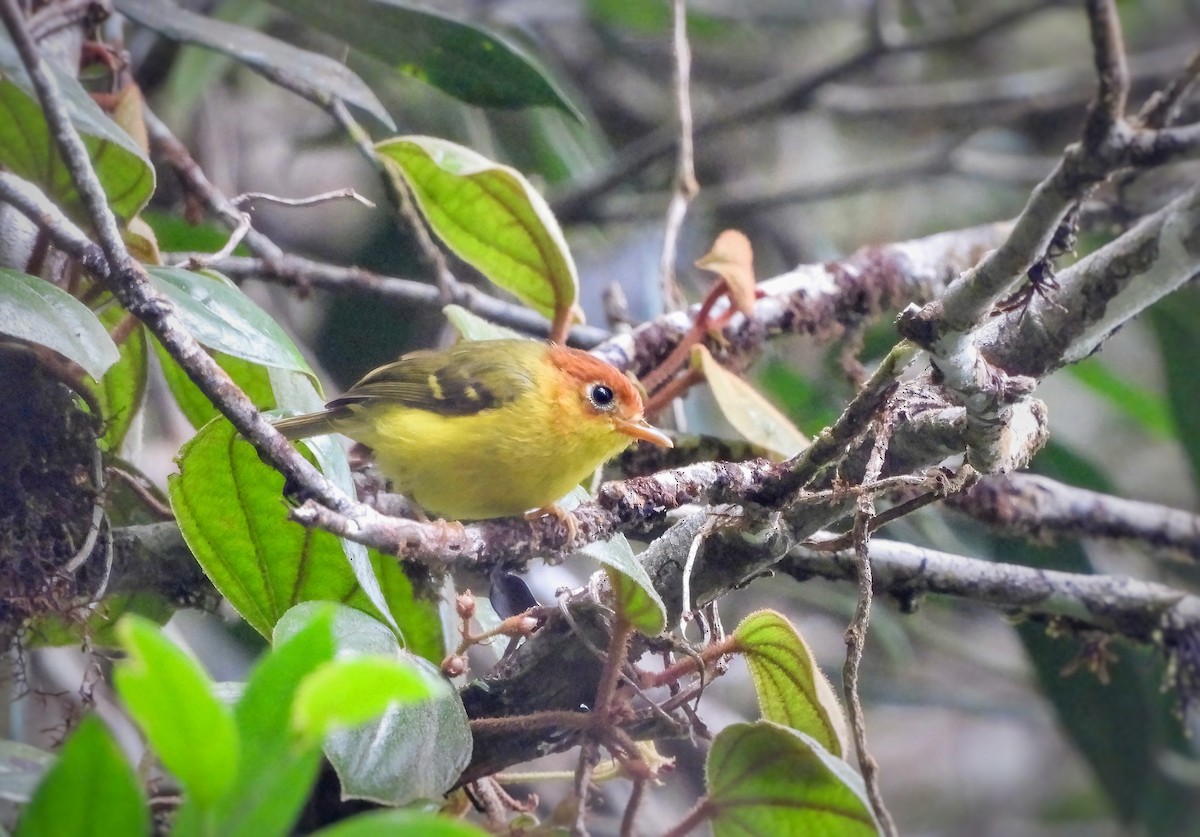 Yellow-breasted Warbler - ML621005873