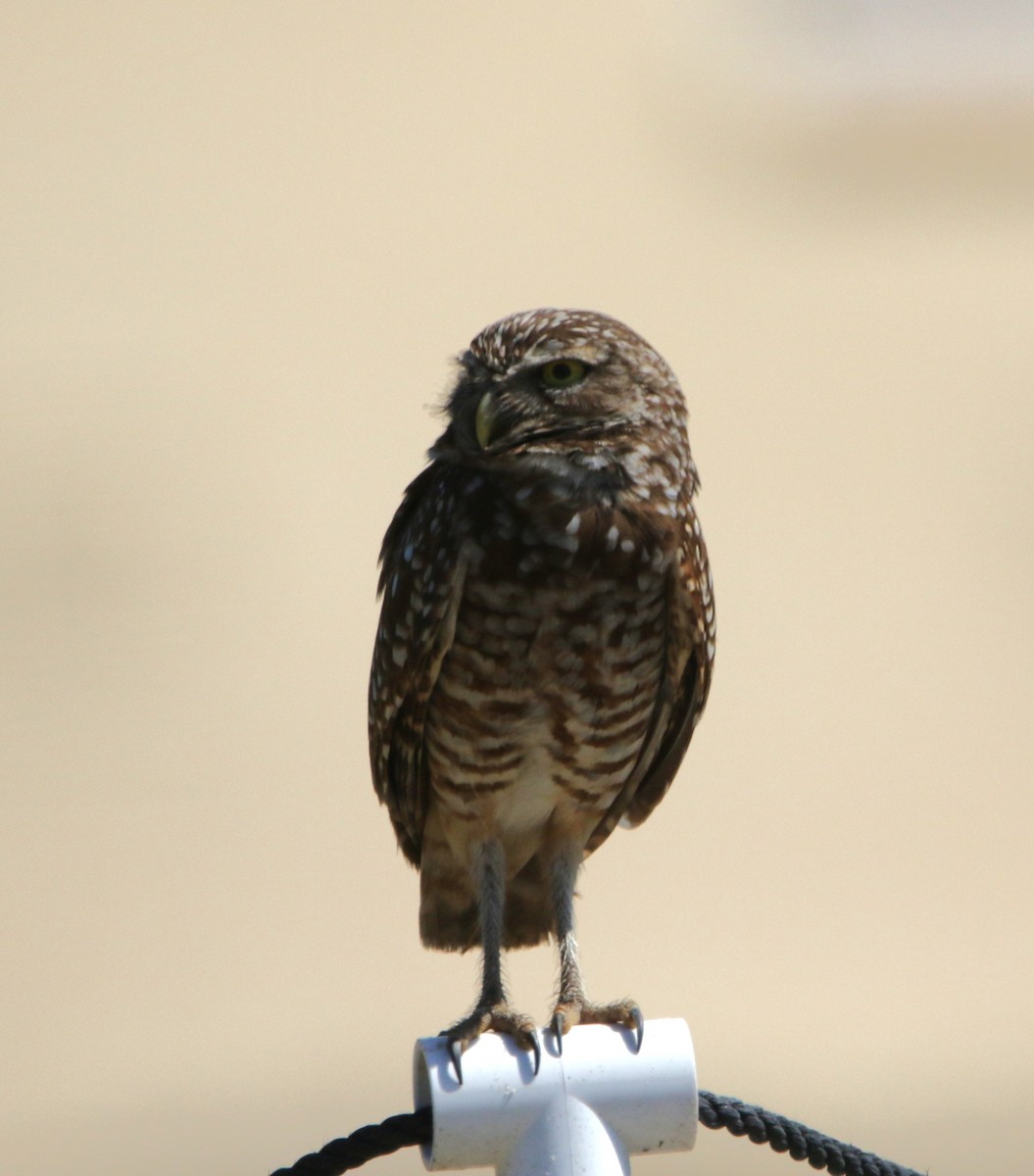 Burrowing Owl - ML621005884