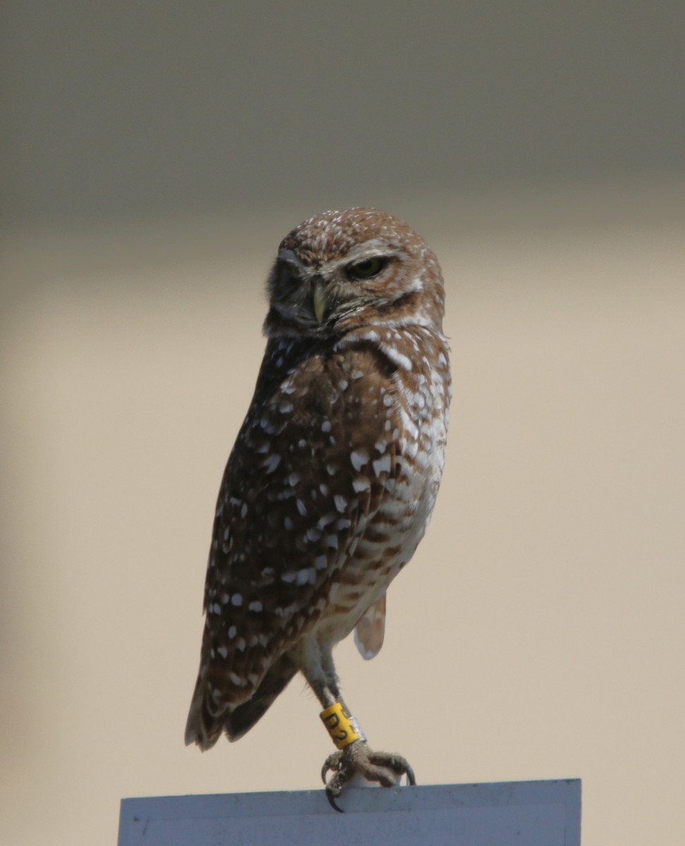 Burrowing Owl - ML621005886