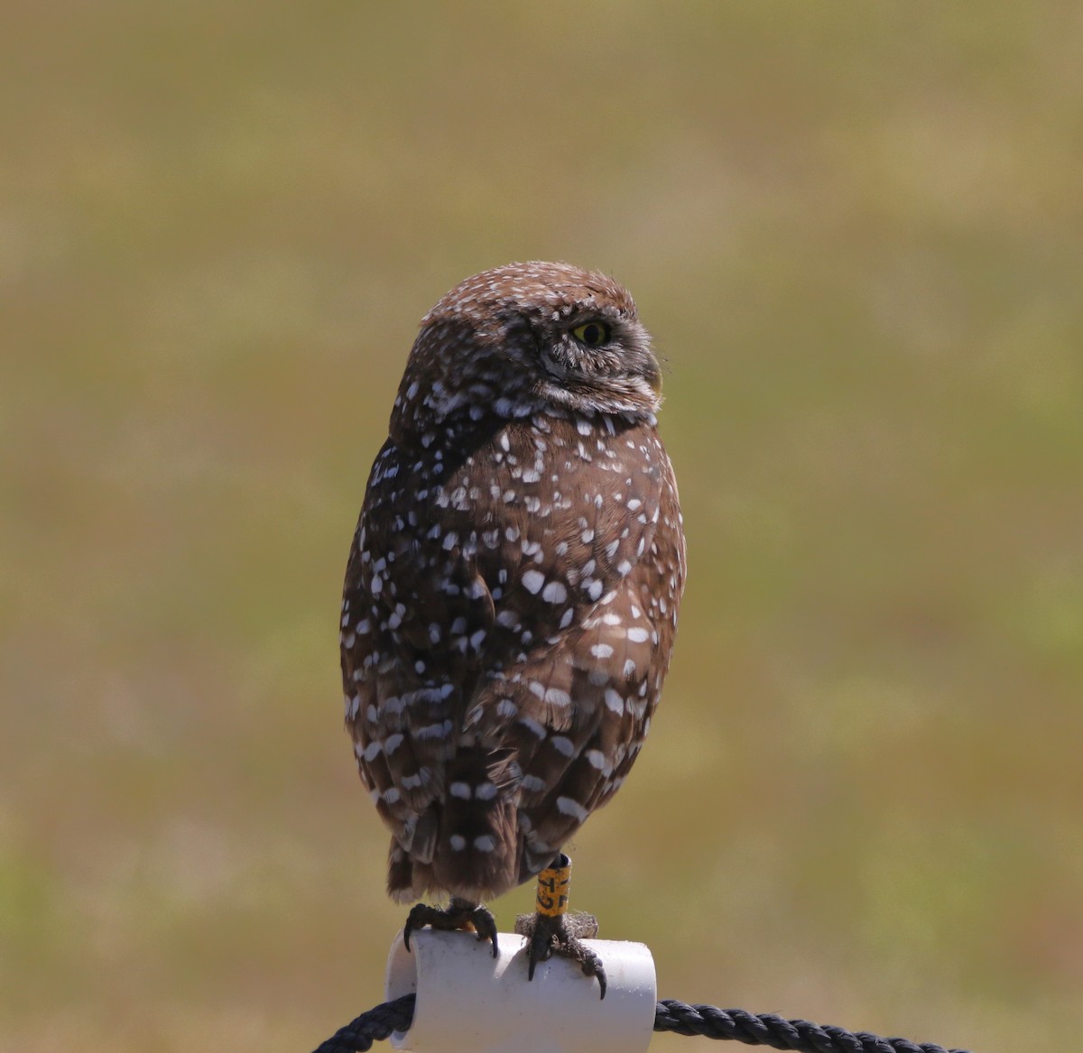 Burrowing Owl - ML621005889