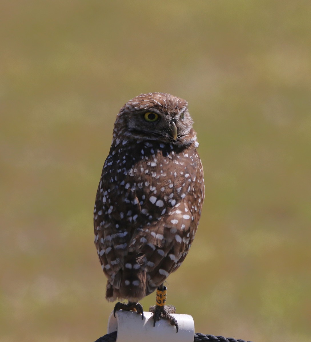 Burrowing Owl - ML621005891
