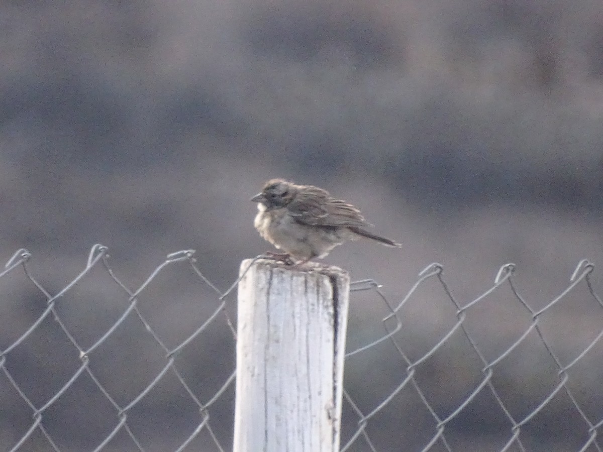 Rufous-collared Sparrow - ML621005904