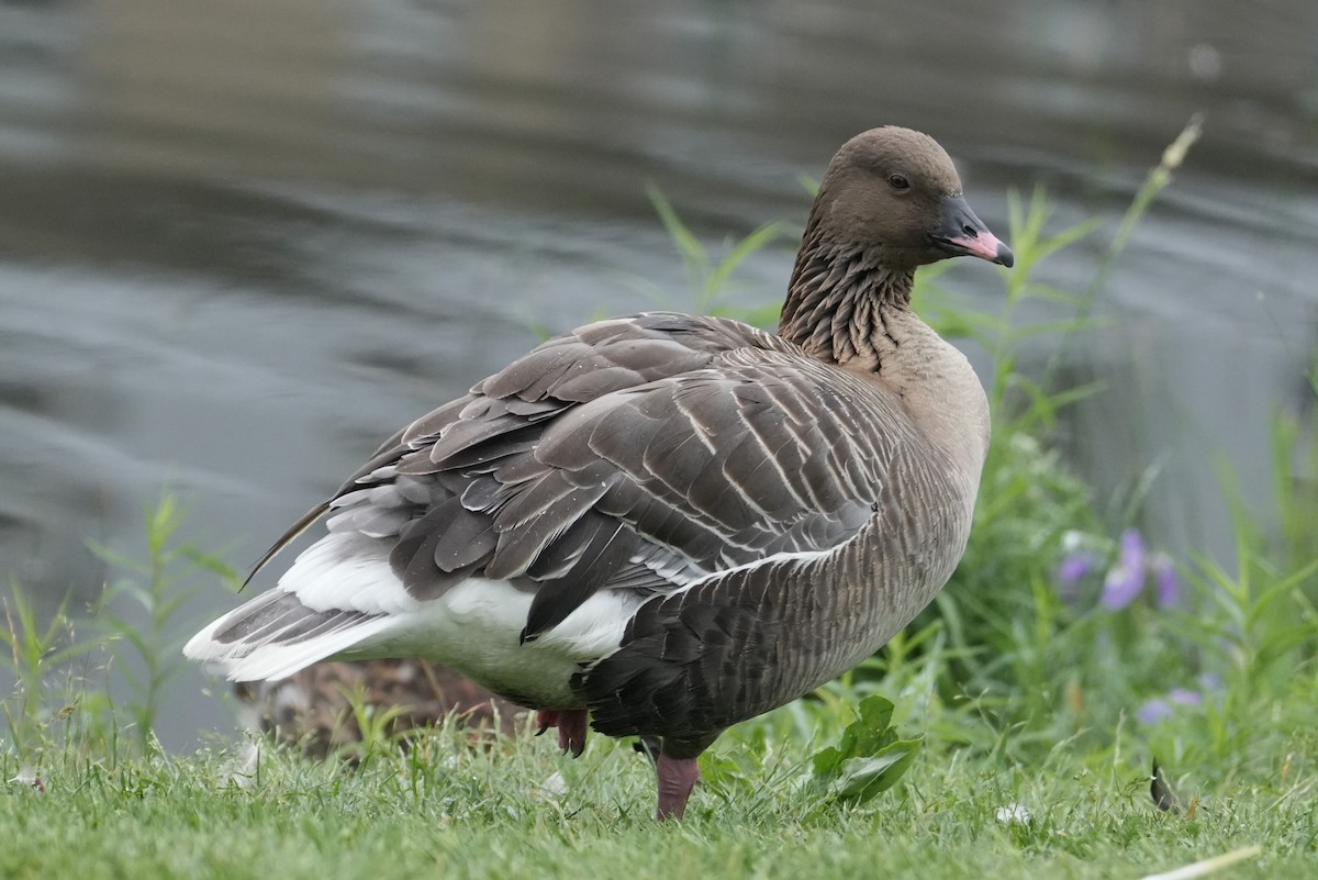 Pink-footed Goose - ML621005931