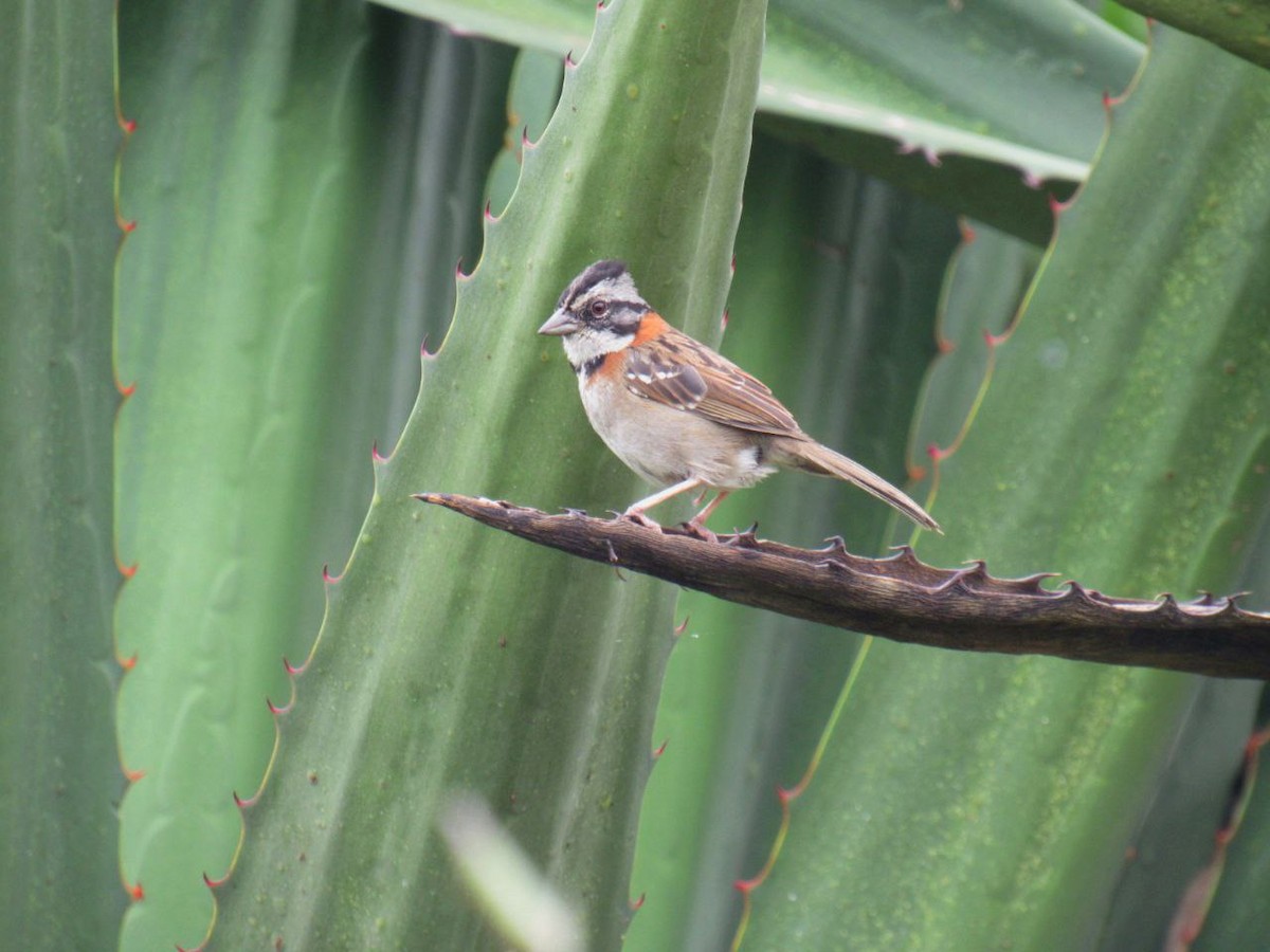 Rufous-collared Sparrow - ML621005946