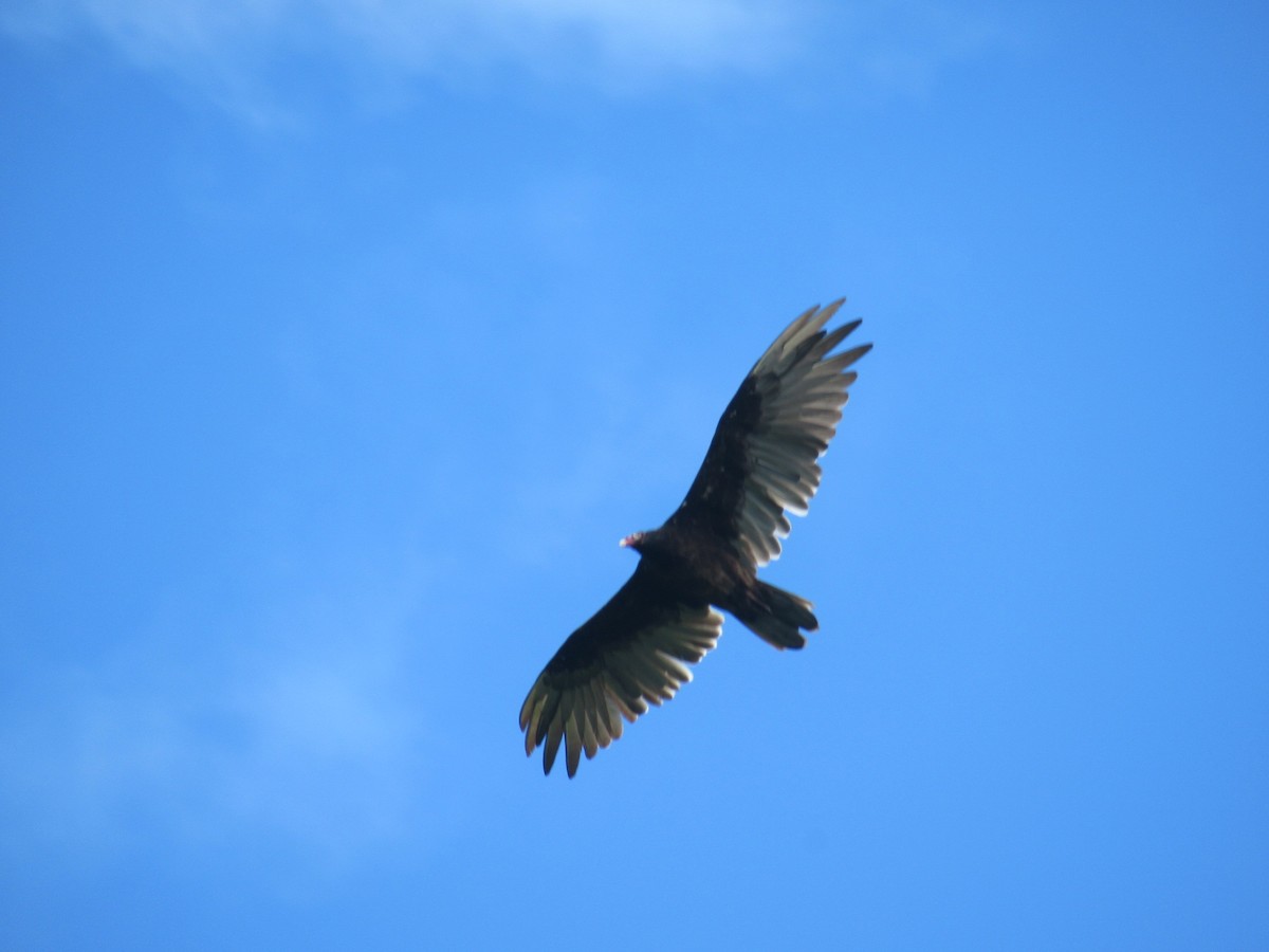 Turkey Vulture - ML621005950