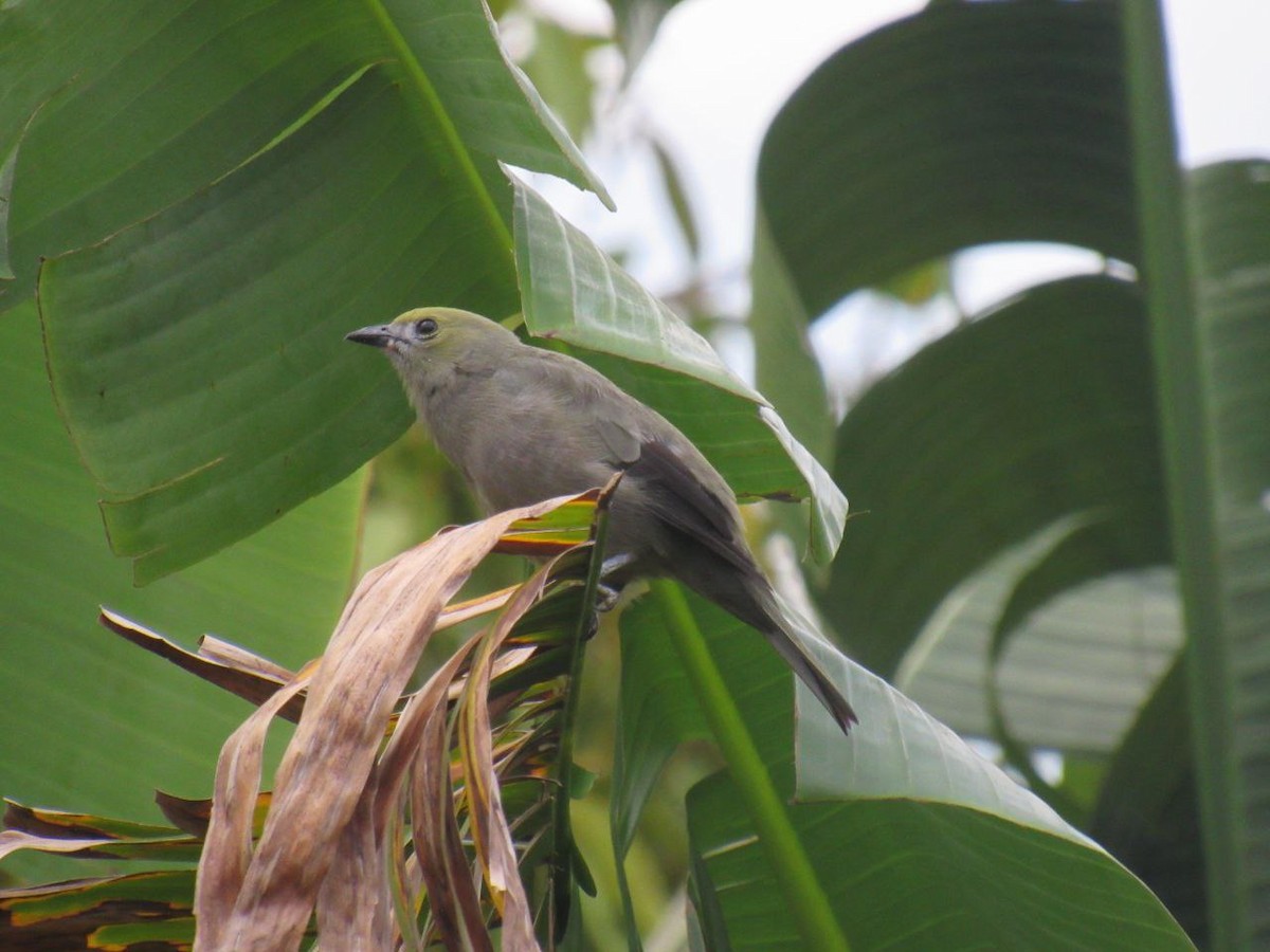 Palm Tanager - ML621005956