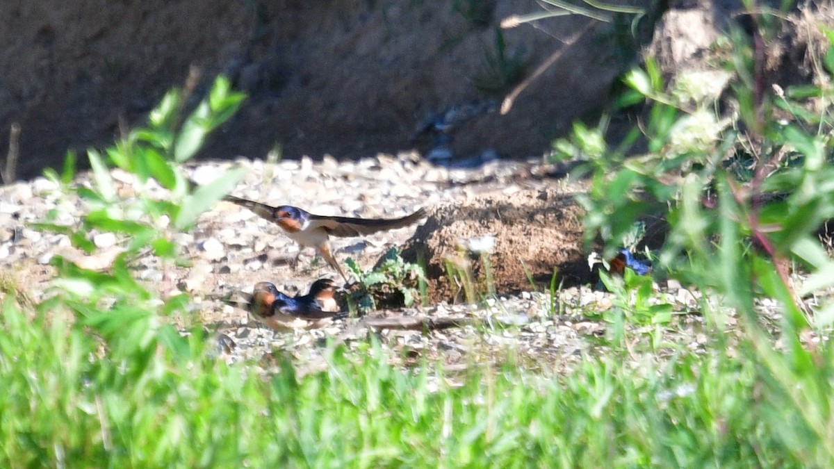 vlaštovka obecná (ssp. erythrogaster) - ML621006010