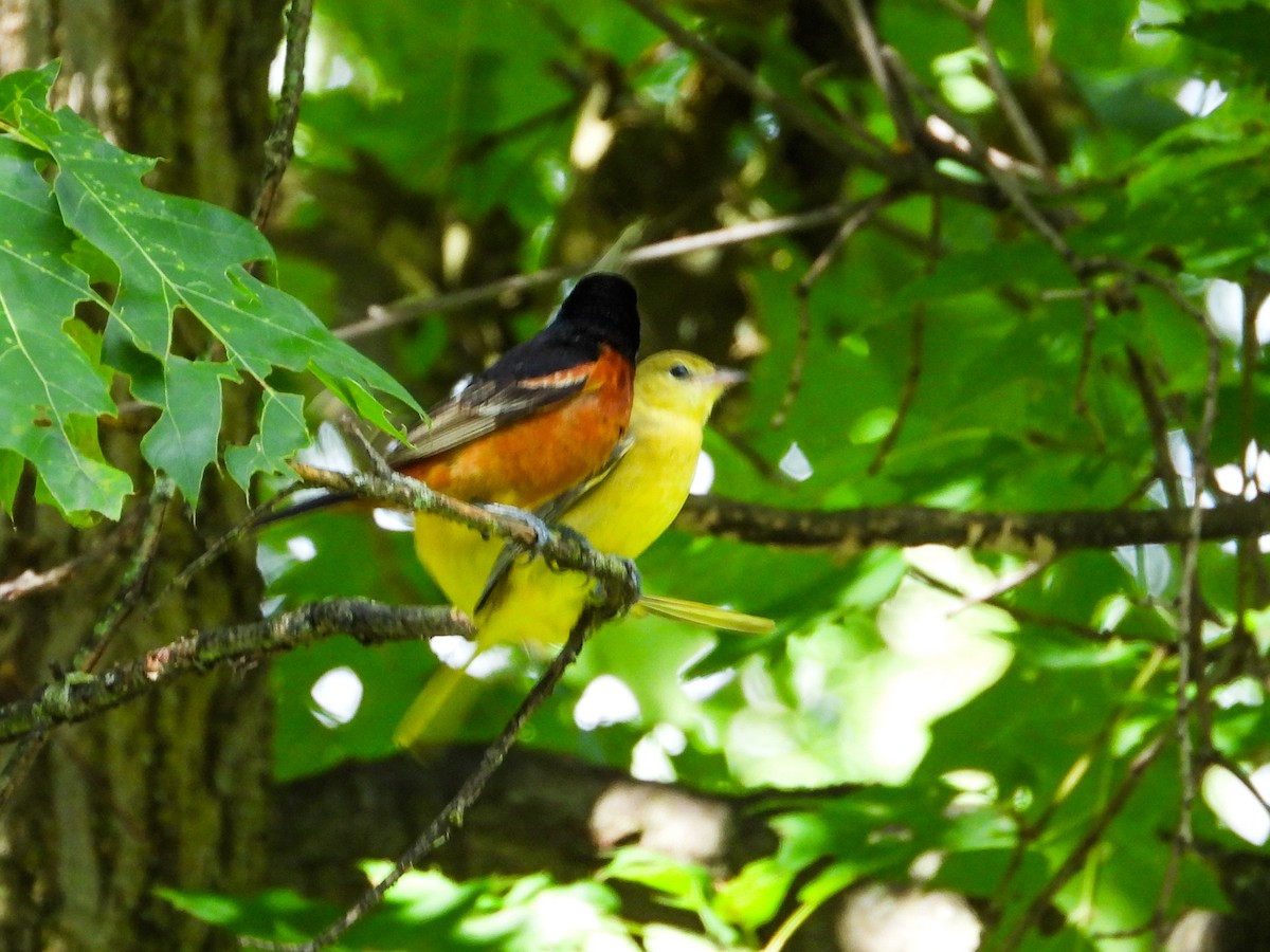 Orchard Oriole - ML621006026