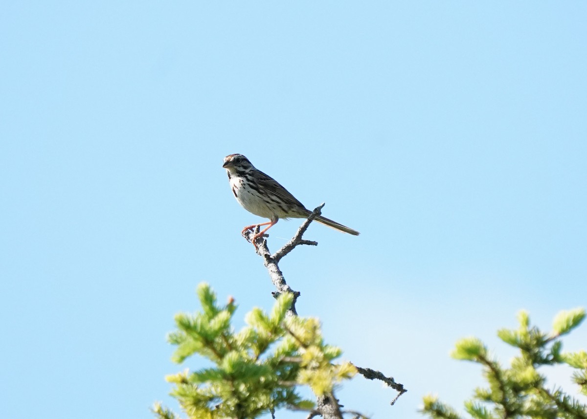 Song Sparrow - Pam Hardy