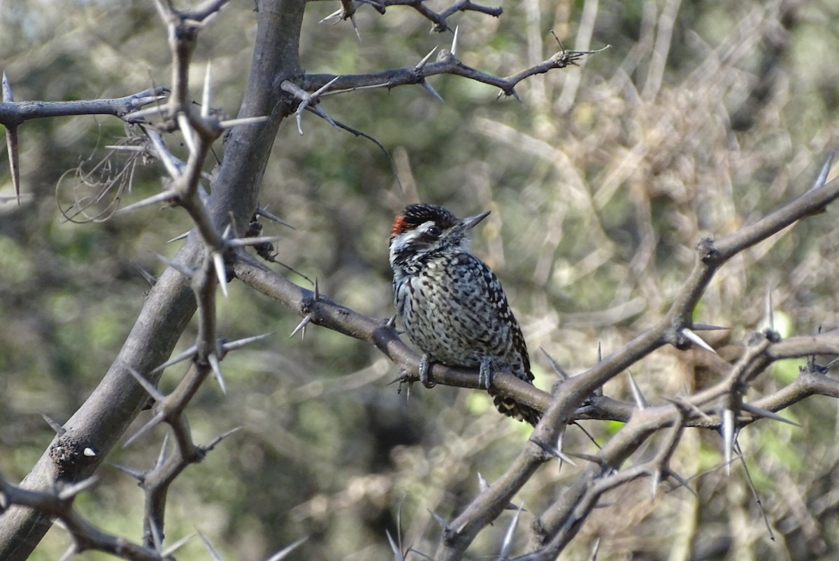 Checkered Woodpecker - ML621006095