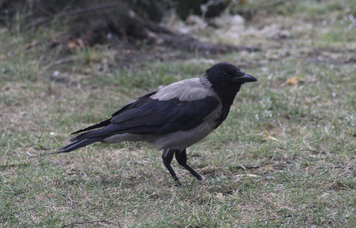 Hooded Crow - ML621006097