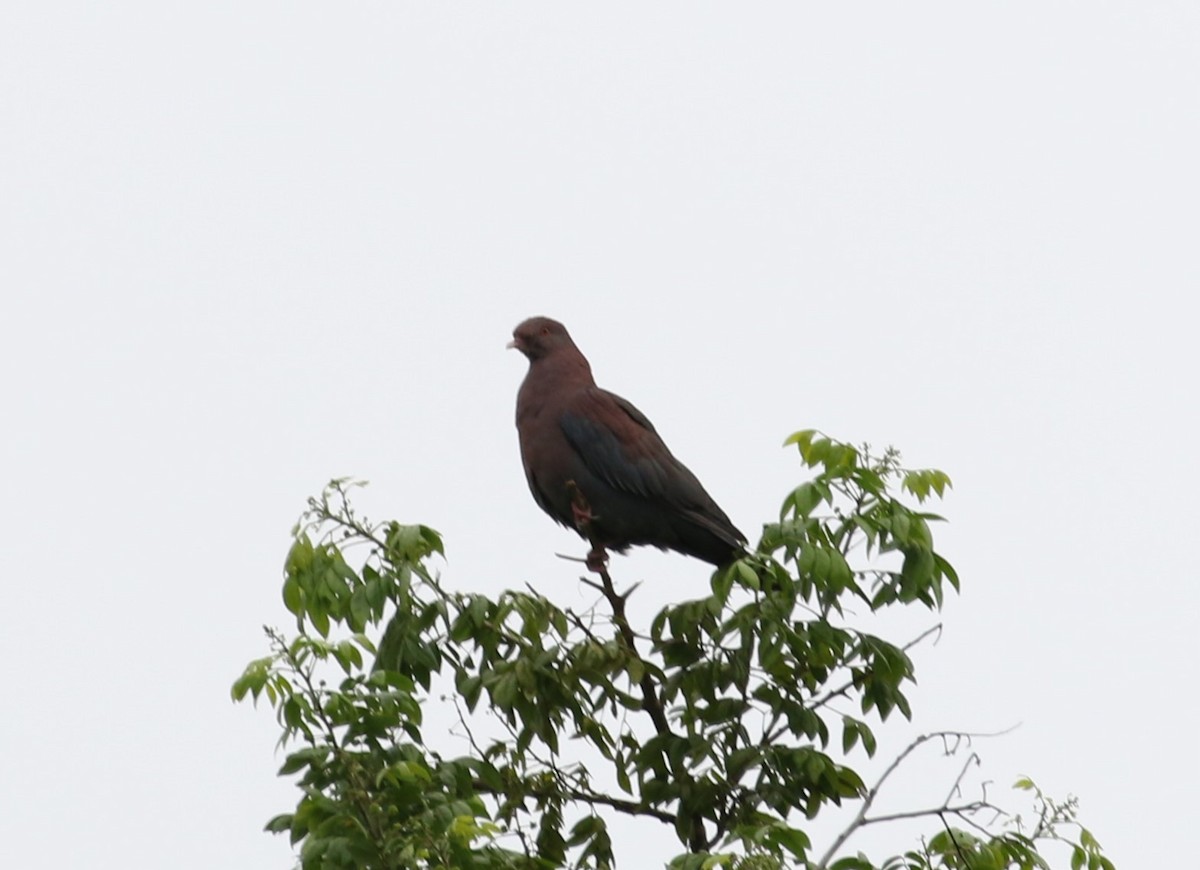 Red-billed Pigeon - ML621006136
