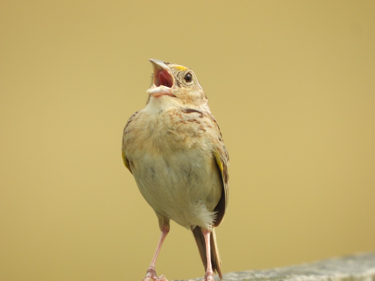 Grasshopper Sparrow - ML621006140