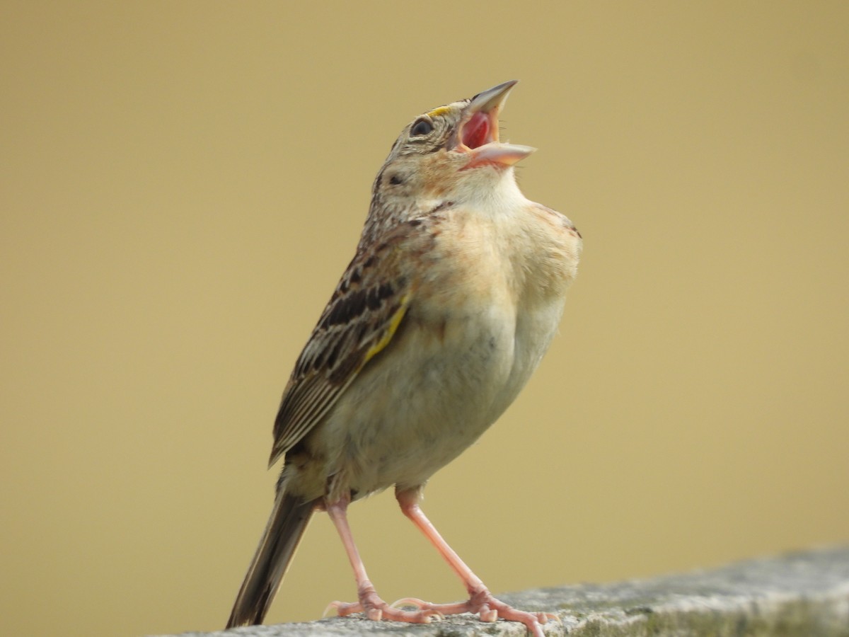 Grasshopper Sparrow - ML621006141
