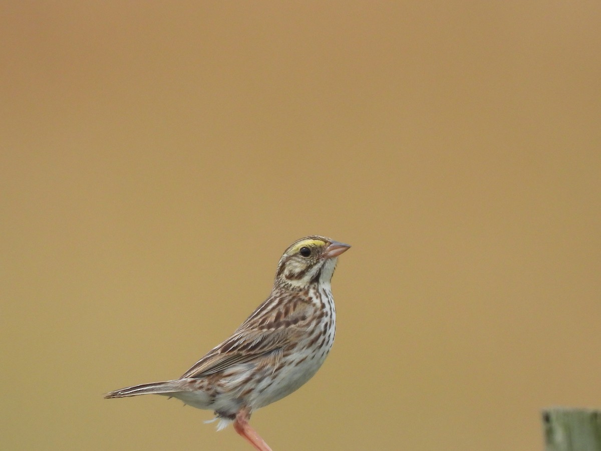 Savannah Sparrow - JamEs ParRis