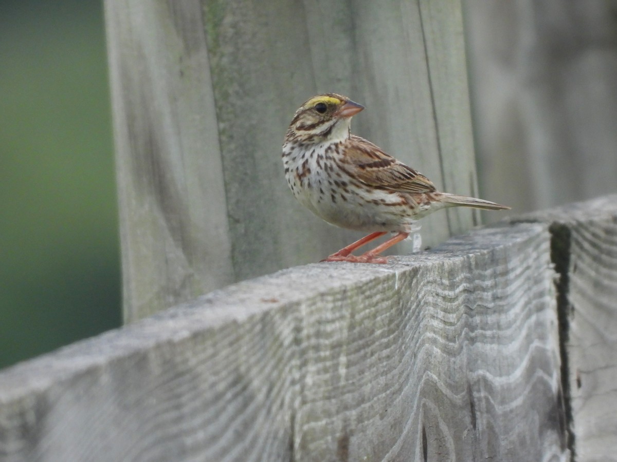 Savannah Sparrow - ML621006168