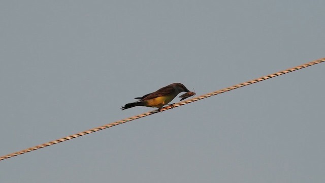 Western Kingbird - ML621006198