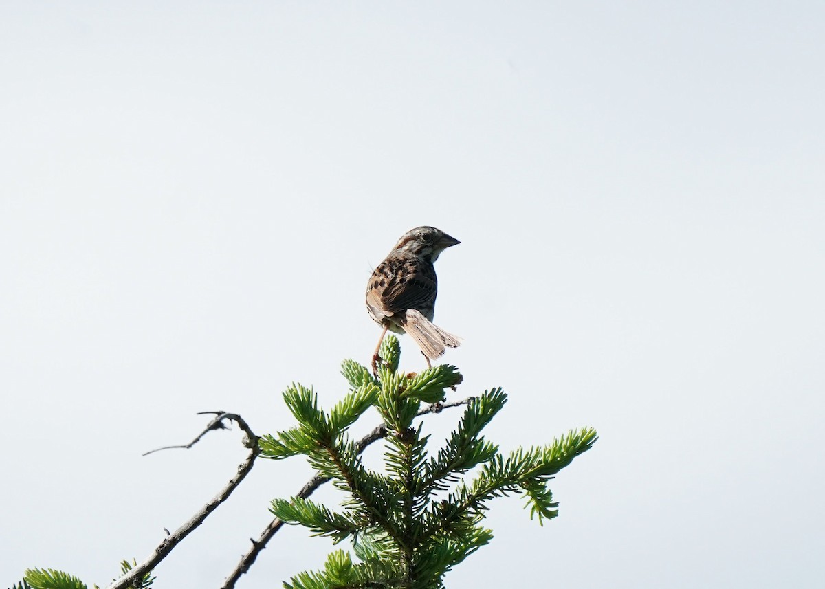 Song Sparrow - ML621006228