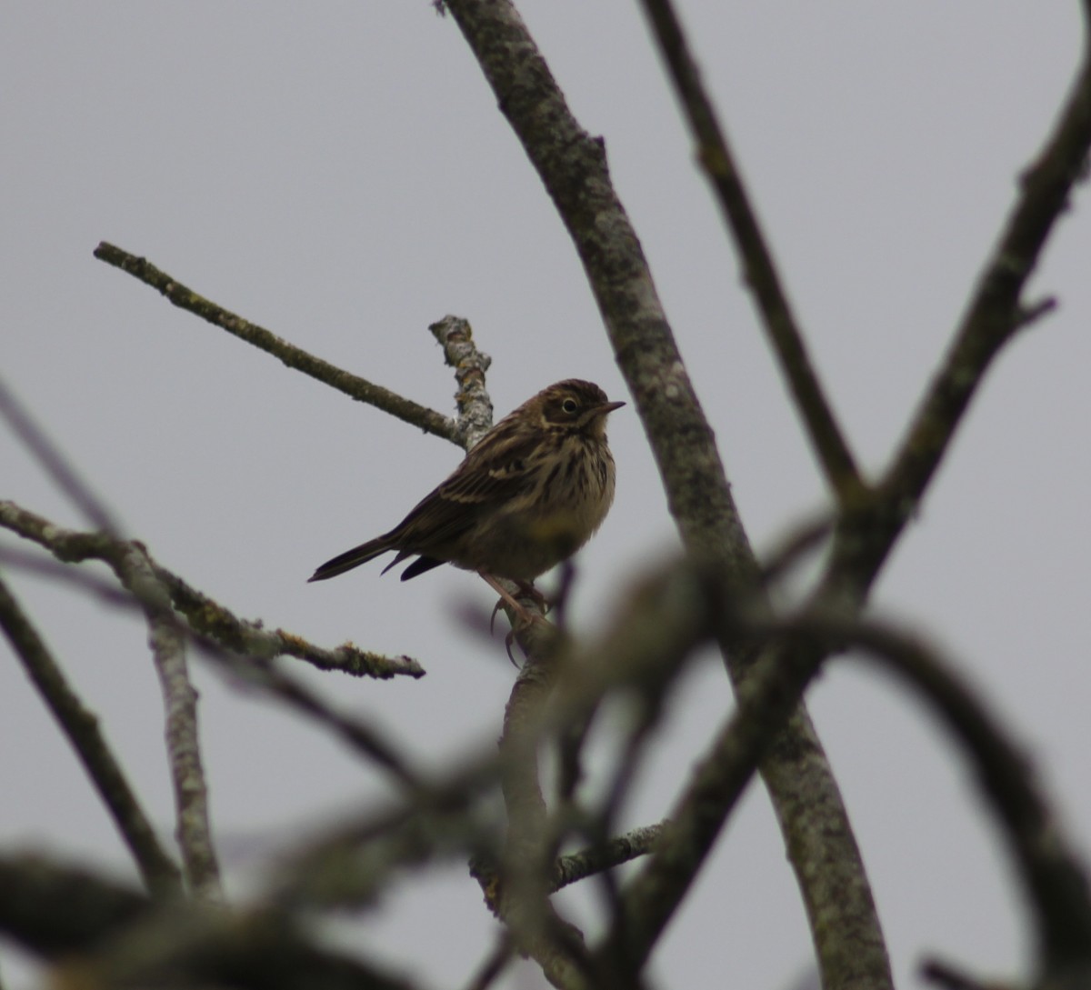 Meadow Pipit - ML621006234