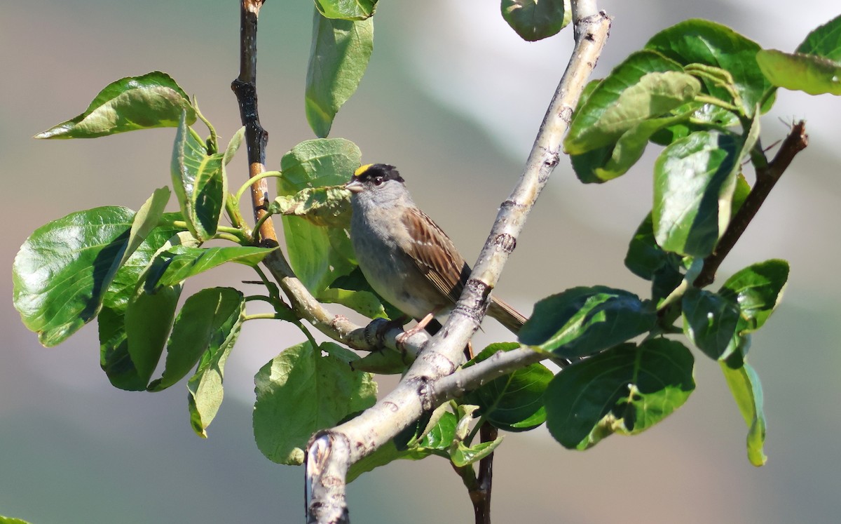 Golden-crowned Sparrow - ML621006238