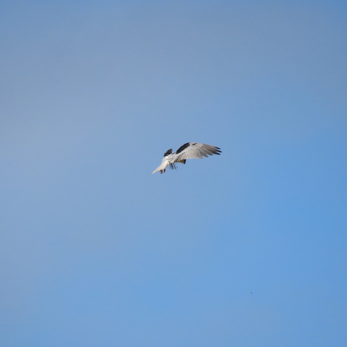 White-tailed Kite - ML621006254