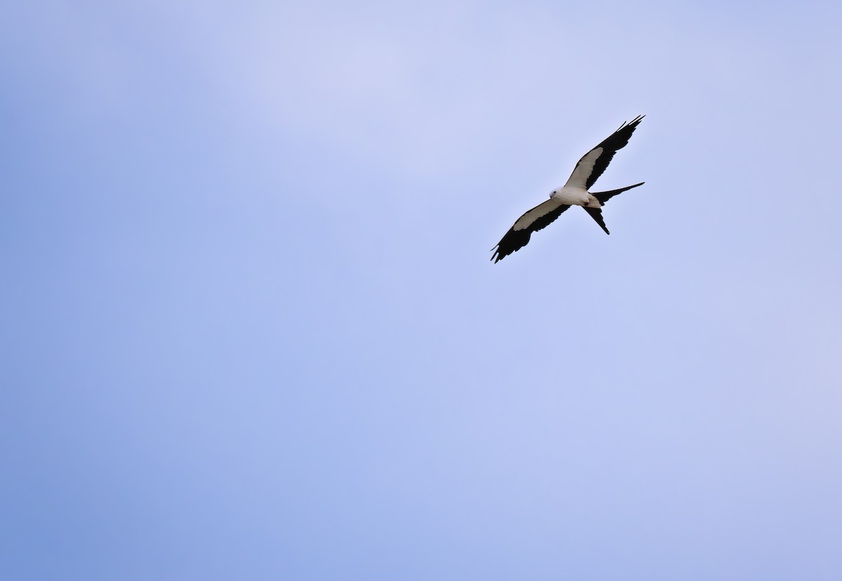Swallow-tailed Kite - ML621006287