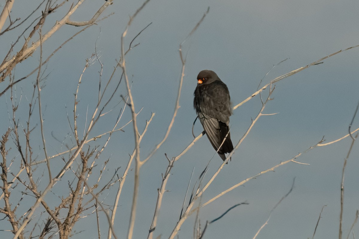 Red-footed Falcon - ML621006295