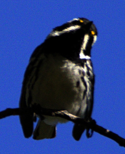 Black-throated Gray Warbler - ML621006338