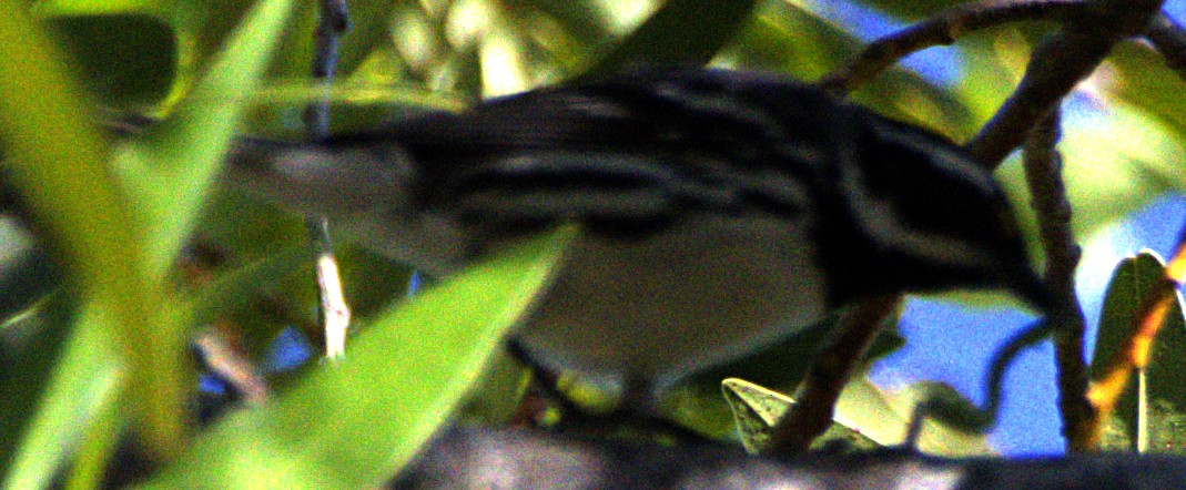 Black-throated Gray Warbler - ML621006339