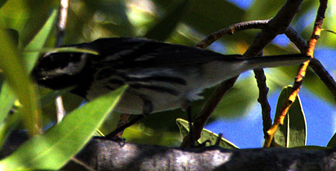 Black-throated Gray Warbler - ML621006340