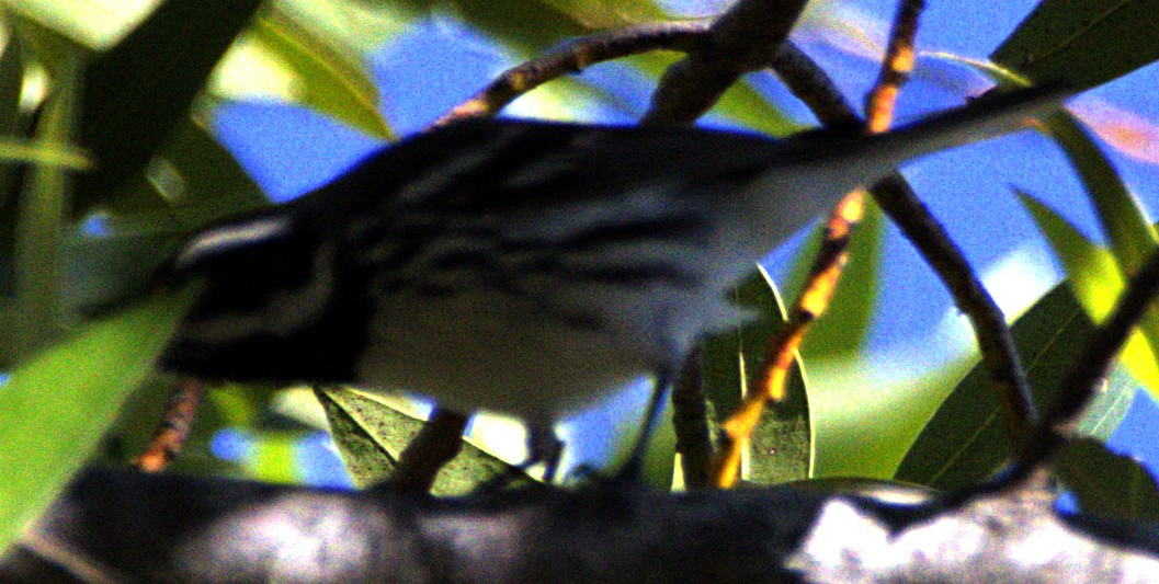 Black-throated Gray Warbler - ML621006341