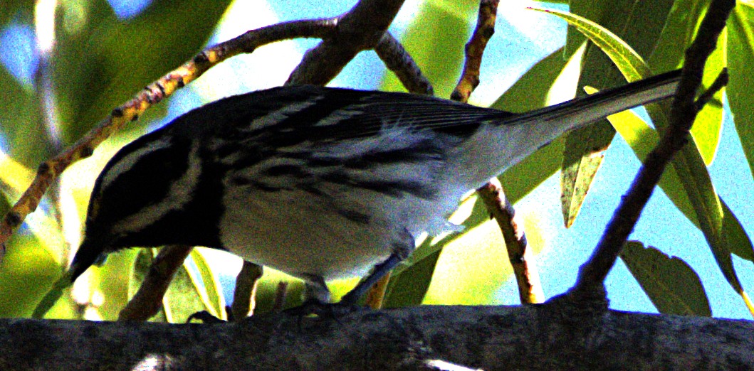 Black-throated Gray Warbler - ML621006342