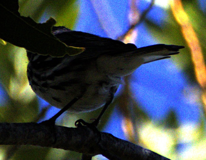 Black-throated Gray Warbler - ML621006343
