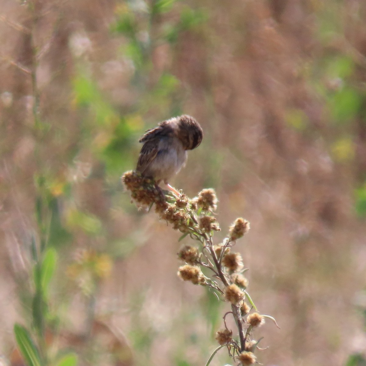 Grasshopper Sparrow - ML621006352