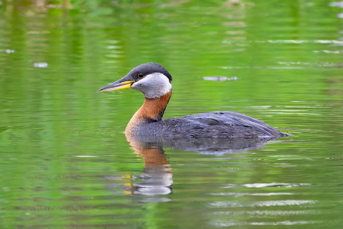 Red-necked Grebe - ML621006365